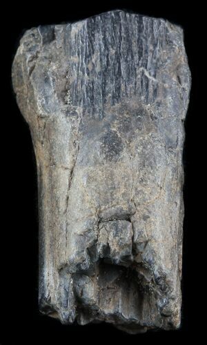 Pleistocene Aged Fossil Horse Tooth - Florida #50440